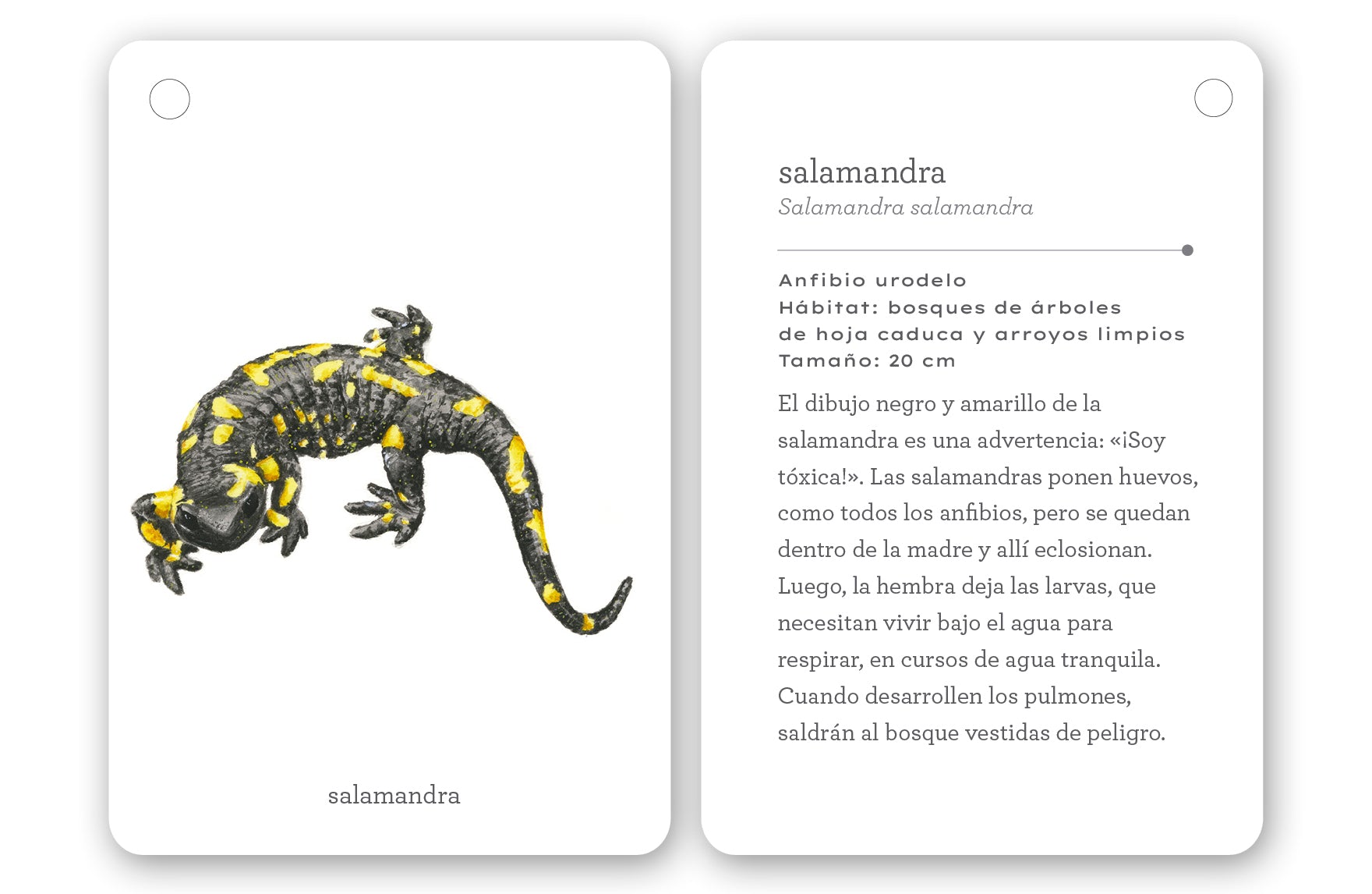 Fíjate: Reptiles y anfibios