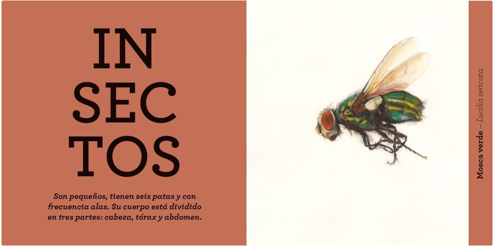 Animales - Descubre las criaturas de la naturaleza (Primeras palabras)