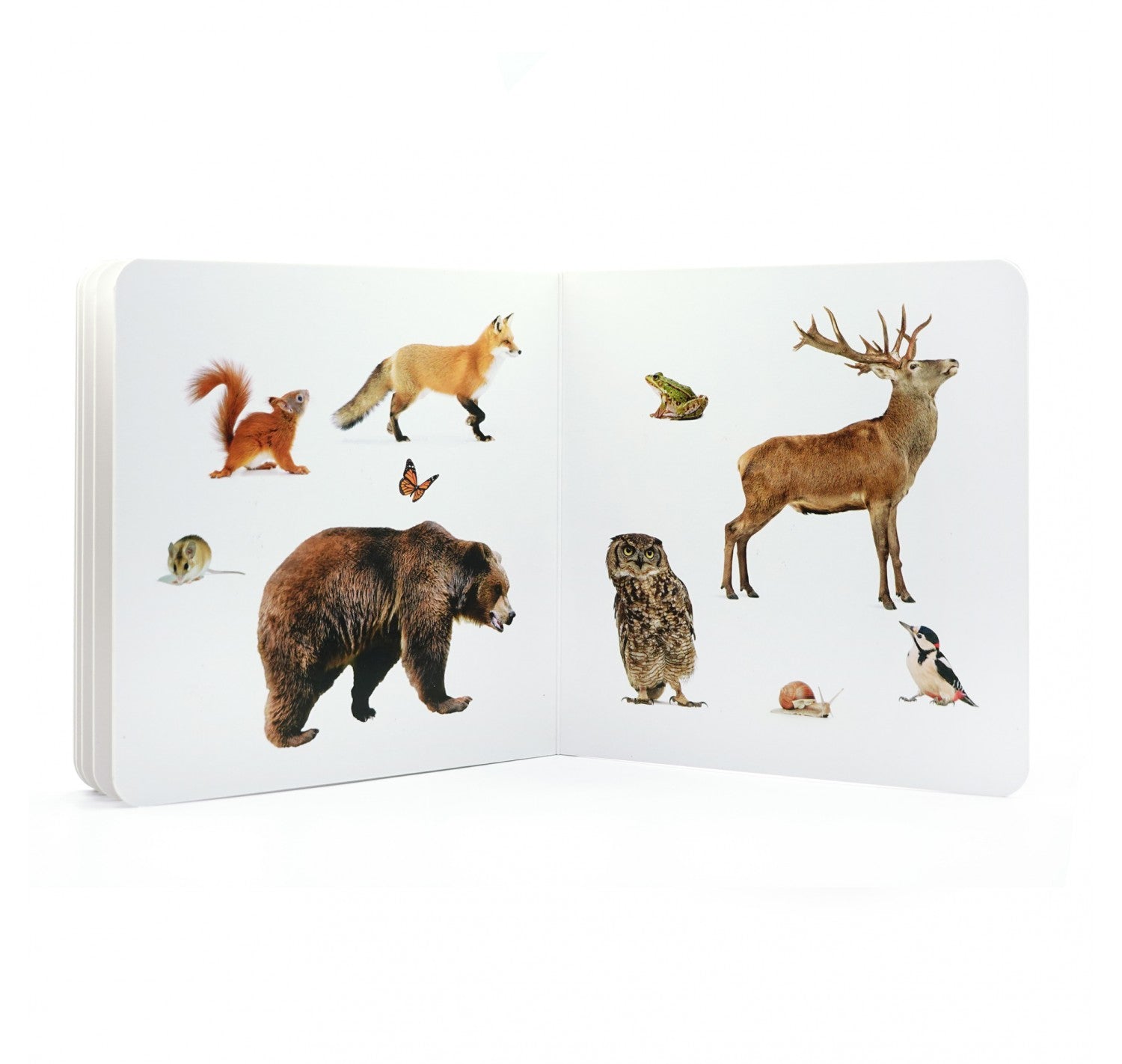 Animales del Bosque 2 - Nowordbooks