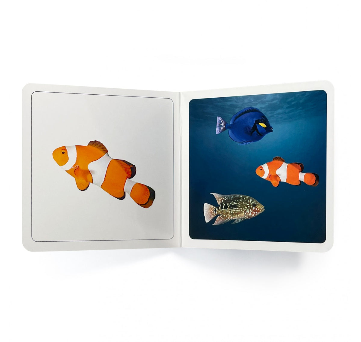 ¿Dónde están los peces? - Nowordbooks