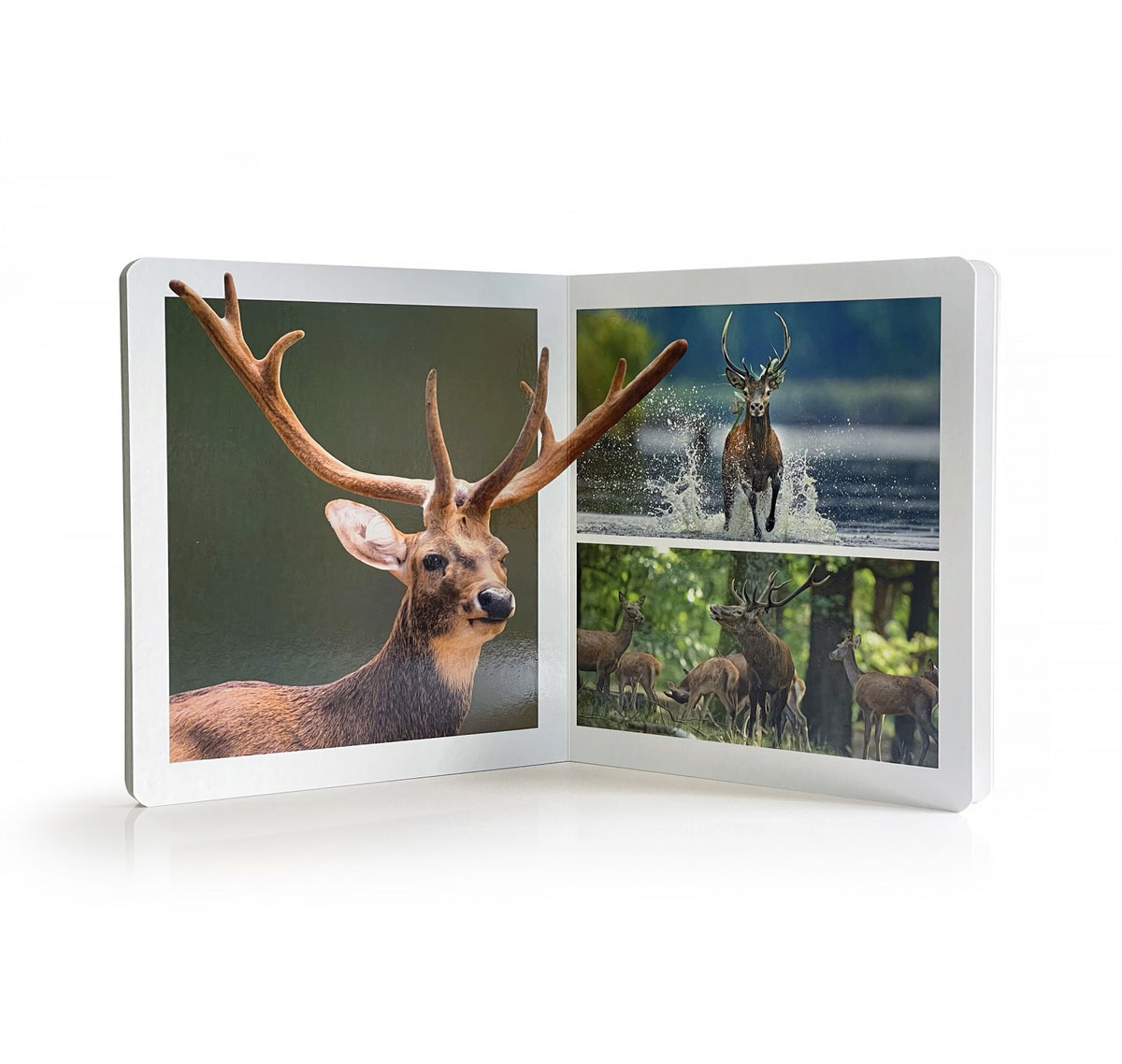 Animales del Bosque. Gran formato - Nowordbooks