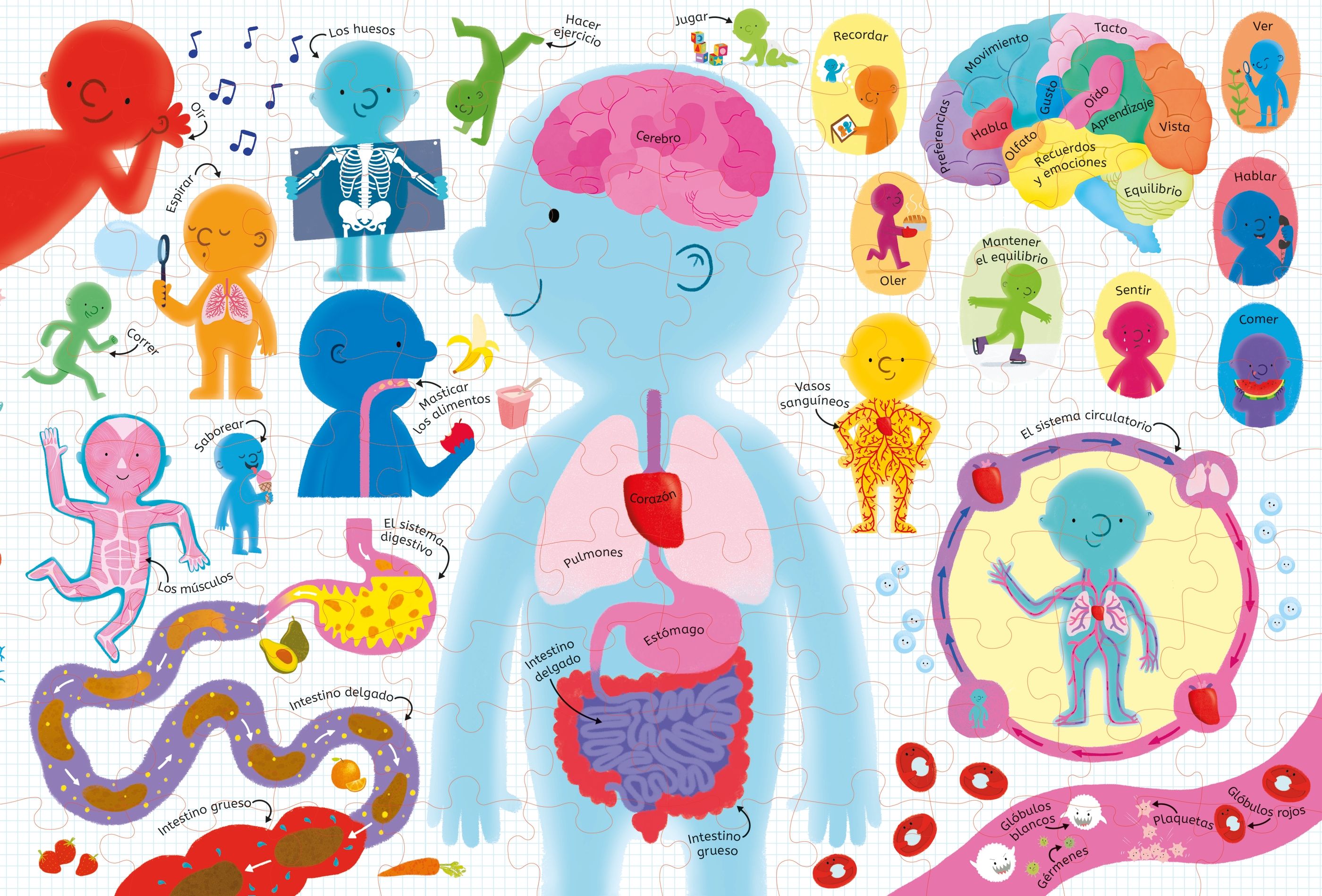 Libro y Puzzle: El cuerpo humano