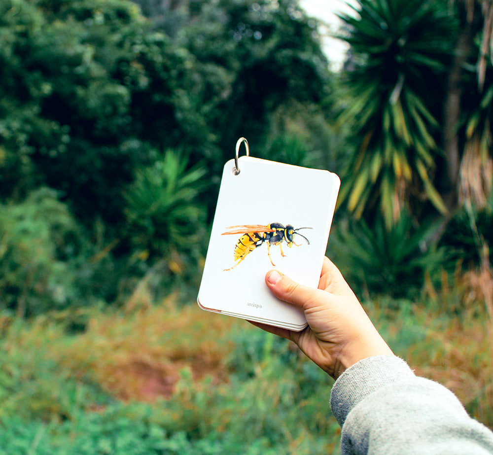 Fíjate: Insectos