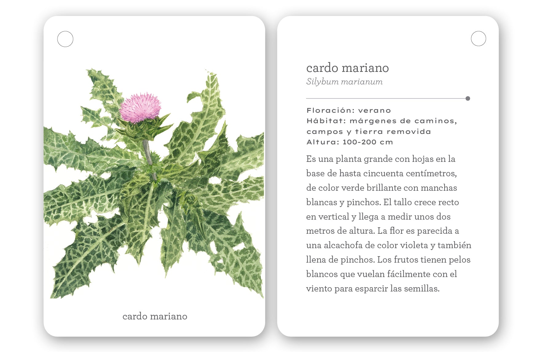 Fíjate: Flores Silvestres