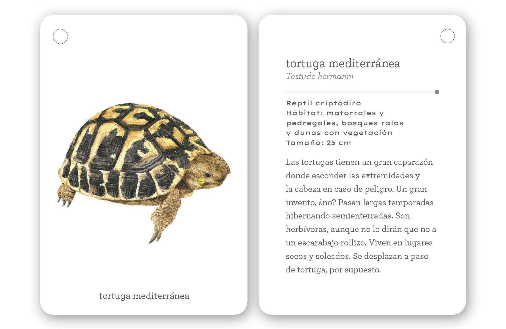 Fíjate: Reptiles y anfibios