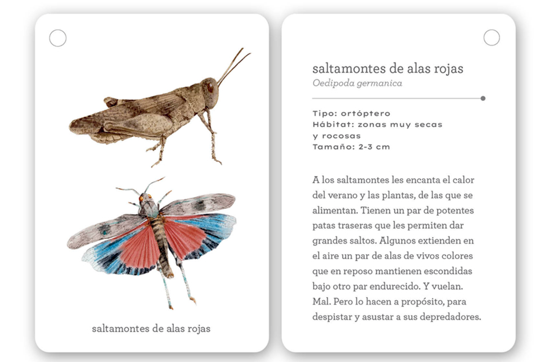 Fíjate Nubes: Insectos