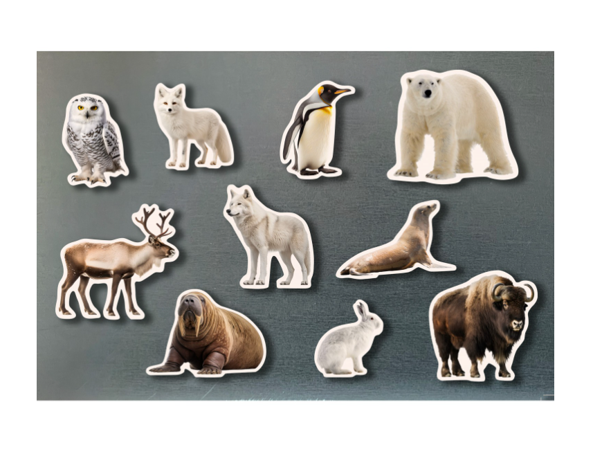 Imanes de bambú Animales polares – Nowordbooks