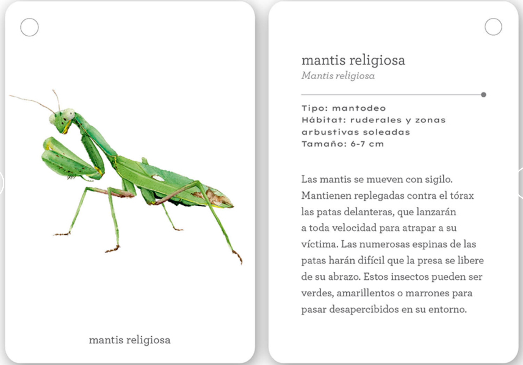 Fíjate Nubes: Insectos