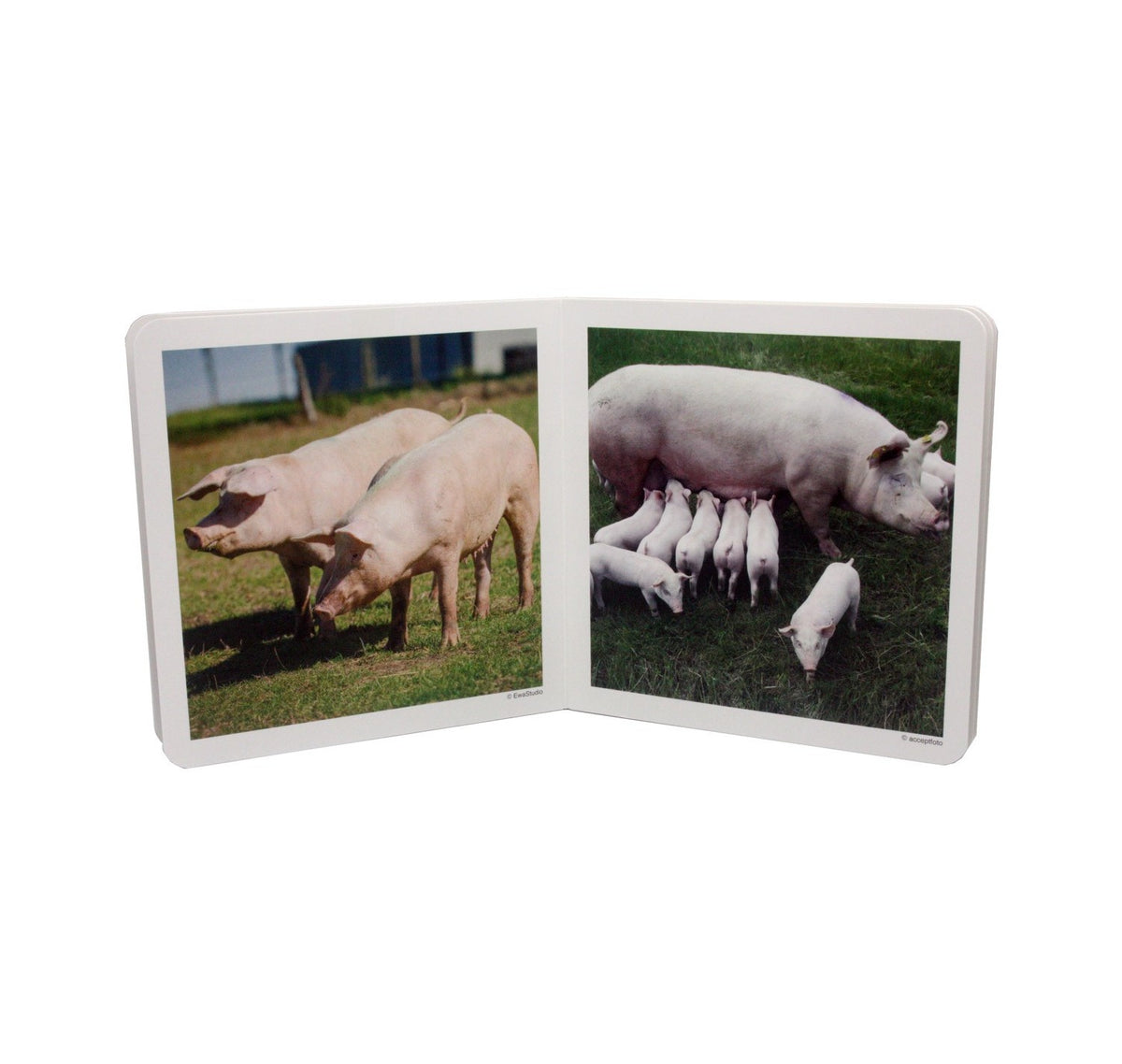 Animales en familia - Nowordbooks
