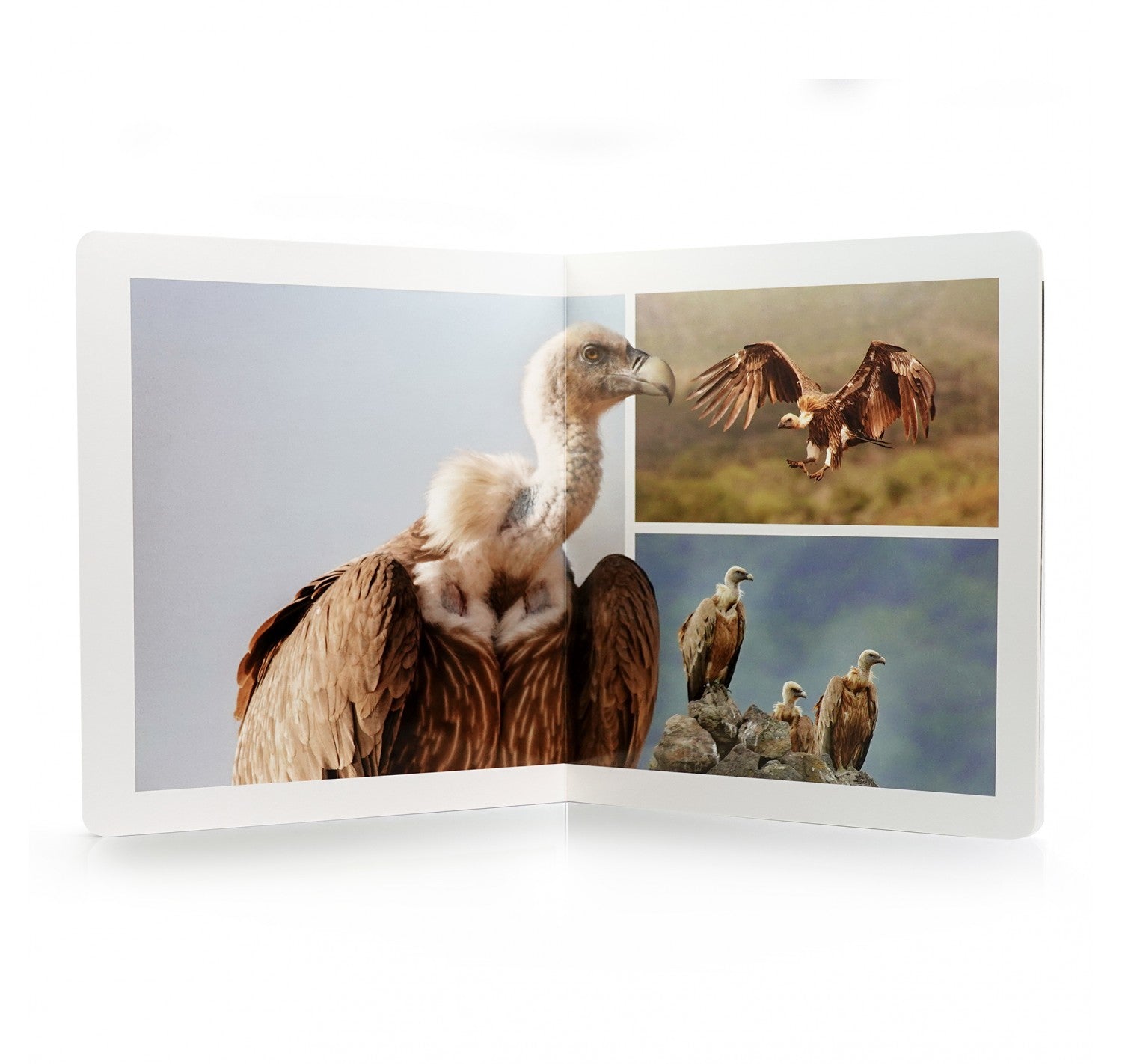 Aves gran formato - Nowordbooks