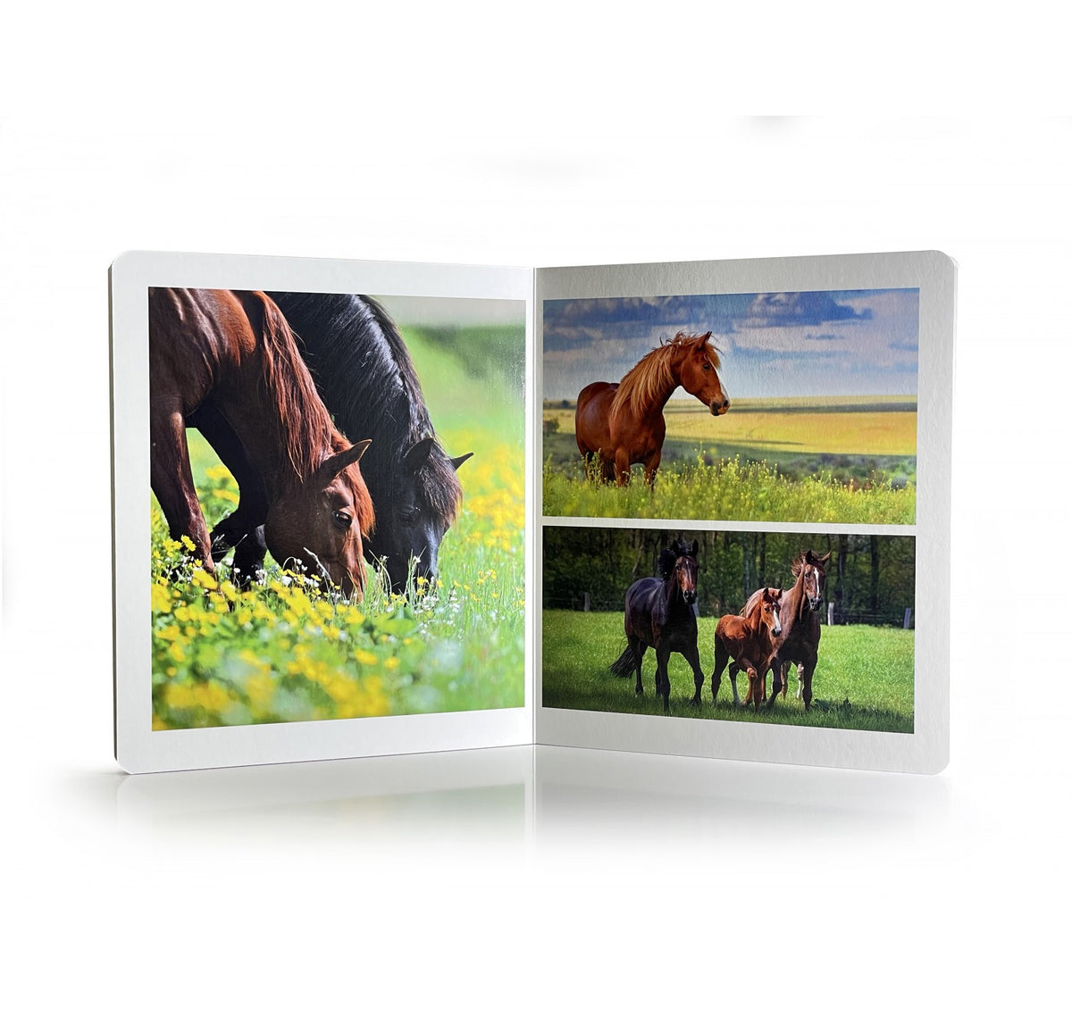 Animales de Granja. Gran formato - Nowordbooks
