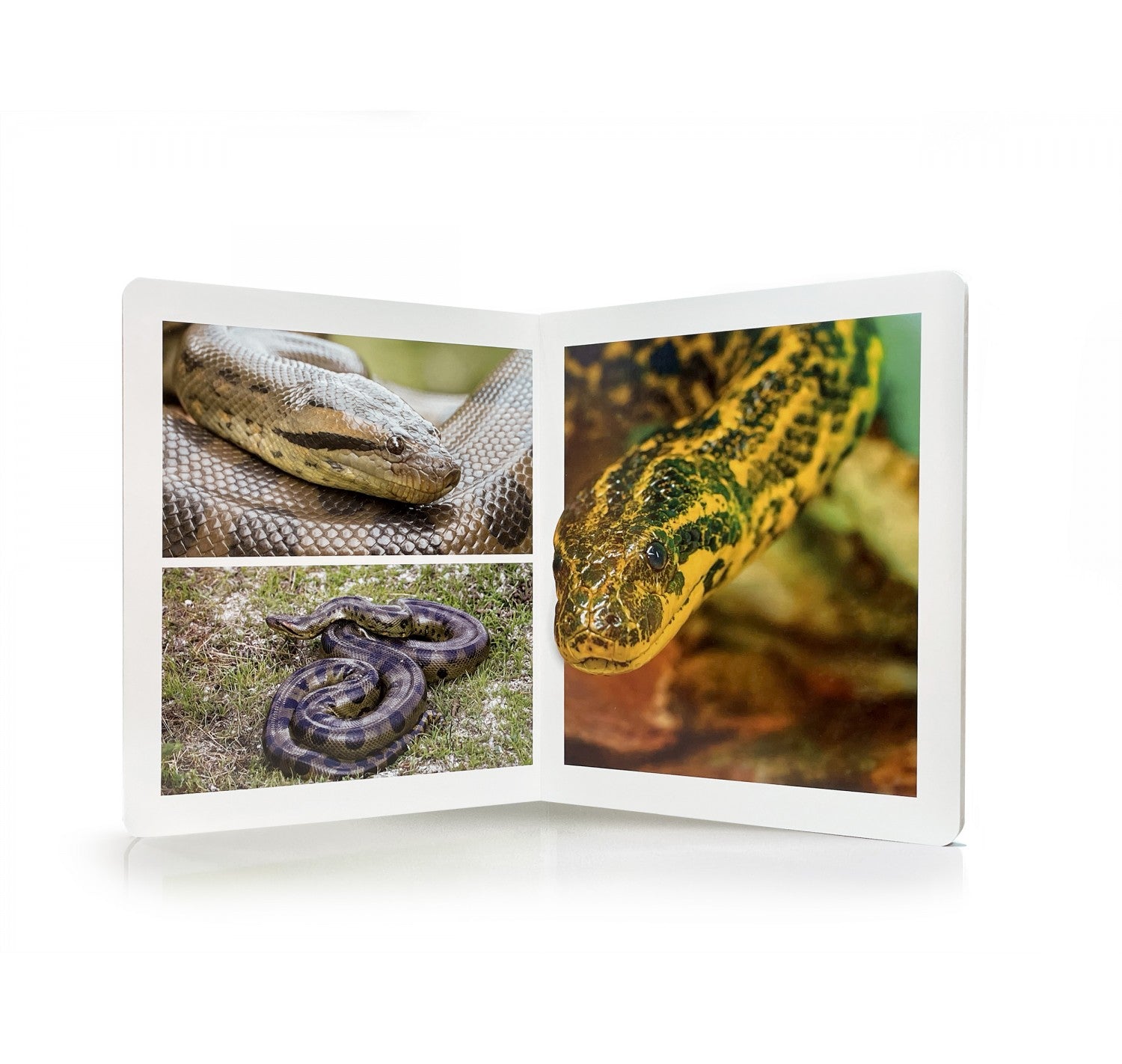 Animales de la selva - Nowordbooks